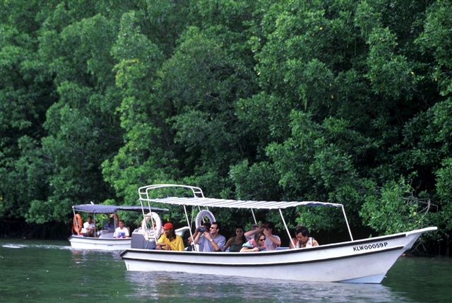 Langkawi mangrove tour at Kilim Geoforest Park
